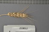 Click for 1 image(s) for this accession. Spike